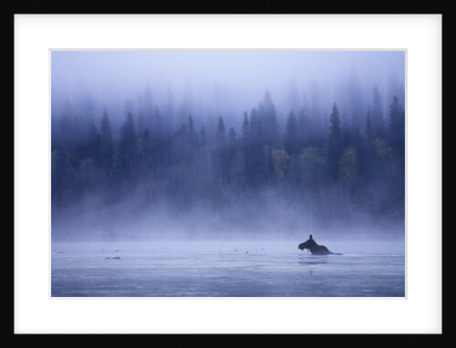 Moose Swimming in Bowron Lake Provincial Park, British Columbia, Canada. by Anonymous