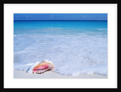 Mexico, Yucatan Peninsula, Carribean Beach at Cancun, Conch Shell on Sand by Anonymous