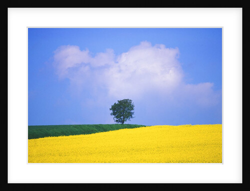 Canola Crop with Lone Tree, Blue Sky and Cumulus Clouds in South of France by Anonymous
