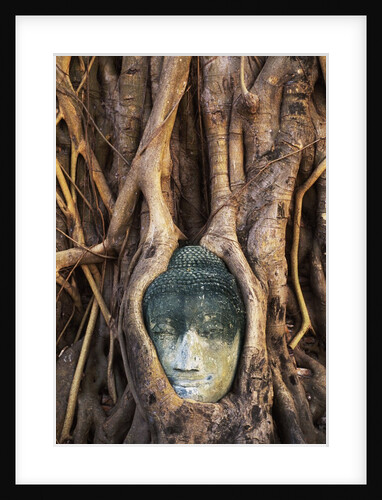 South East Asia, Thailand, Ayuthaya, Wat Mahathat, Buddha Head Entwined in Roots of Banyan Tree by Anonymous