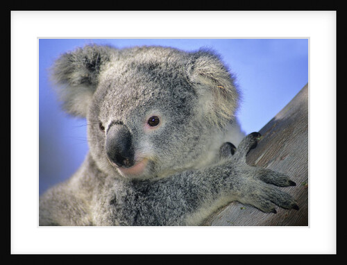 Juvenile Koala (Phascolarctos Cinereus). Brisbane, Australia by Anonymous