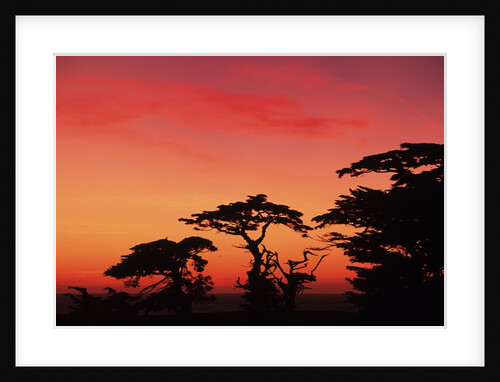 USA, California, Carmel, Highway 1 on Coast, Pebble Beach, Juniper Trees at Sunset by Anonymous