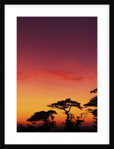 USA, California, Carmel, Highway 1 on Coast, Pebble Beach, Juniper Trees at Sunset by Anonymous