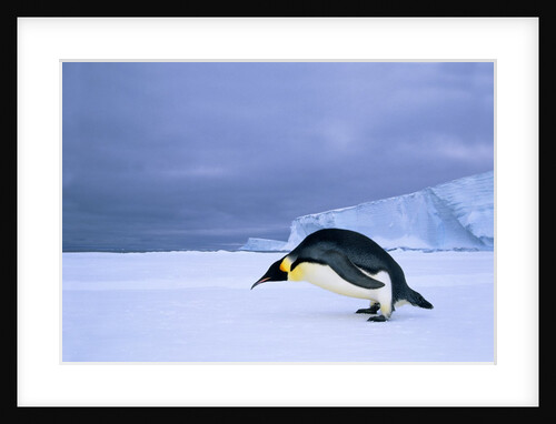 Emperor Penguin (Aptenodytes Forsteri) at the Edge of the Shorefast Ice, Drescher Inlet, 72 Degrees South, Weddell Sea, Antarctica. by Anonymous