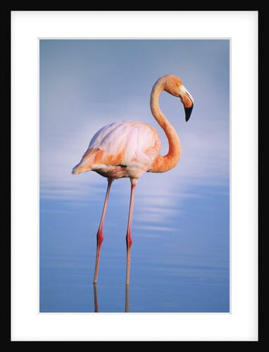 Greater Flamingo (Phoenicopterus Ruber), Isabela Island, Galapagos Archipelago, Ecuador by Anonymous