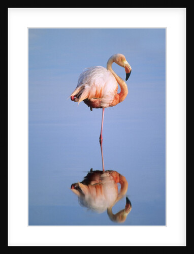 Greater Flamingo (Phoenicopterus Ruber), Isabela Island, Galapagos Archipelago, Ecuador by Anonymous