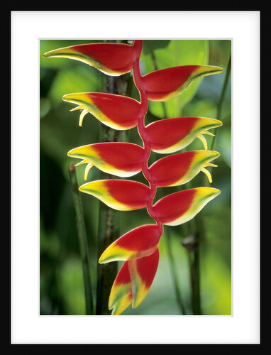 Heliconia, Trinidad, West Indies by Anonymous
