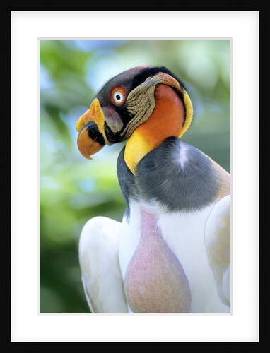 Adult King Vulture (Sarcoramphus Papa) with a Distended Crop from Feeding on Carrion, Panama. by Anonymous