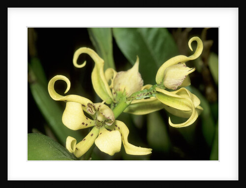 Orchid Species, Tropical Rain Forest, Panama by Anonymous
