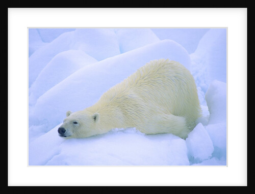 Adult Polar Bear (Ursus Maritimus) Cleaning Its Fur on the Snow. Svalbard, Arctic Norway. by Anonymous