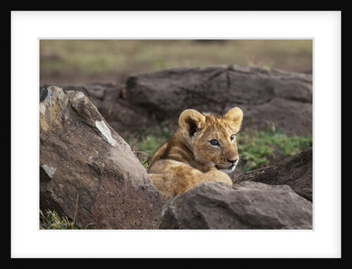 Lion resting by Anonymous