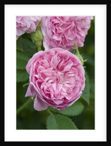 Rosa 'Ville de Bruxelles' in bloom by Anonymous