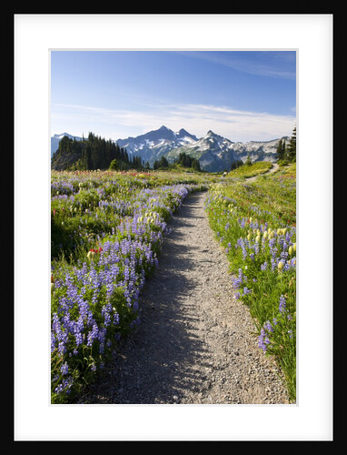 Trail through meadow of wildflowers by Anonymous