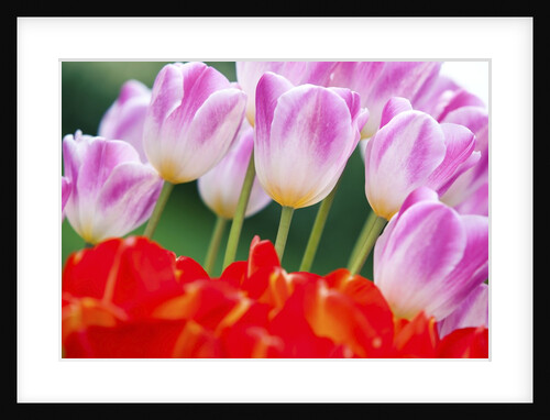 Tulips in spring by Anonymous