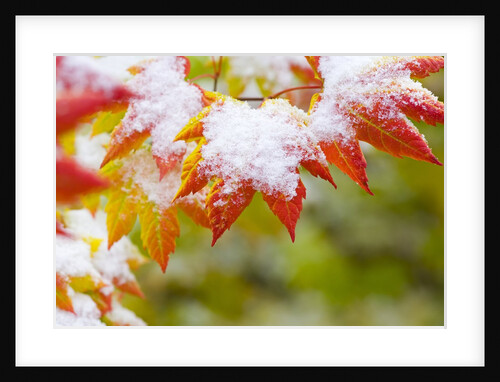 Fresh snow on vine maple leaves by Anonymous