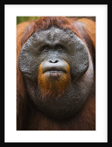 Dominant male orangutan by Anonymous