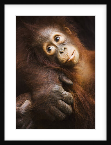 Baby orangutan by Anonymous