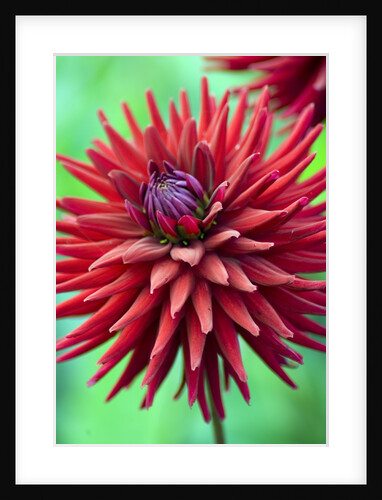 Weston Pirate dahlia in bloom by Anonymous