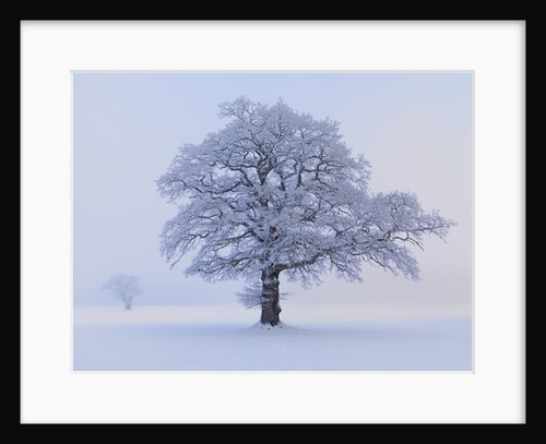 Oaks in winter landscape by Anonymous