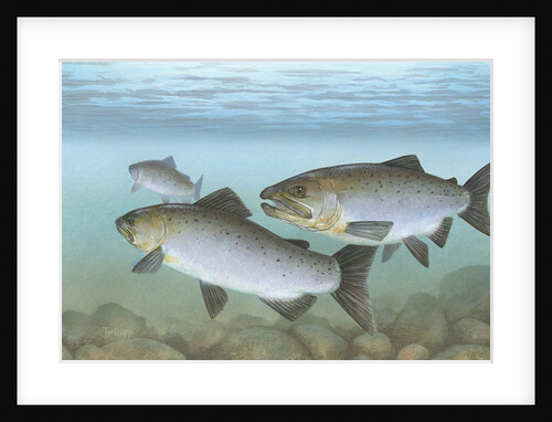 Pacific salmon by Anonymous