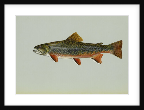 Brook trout by Anonymous
