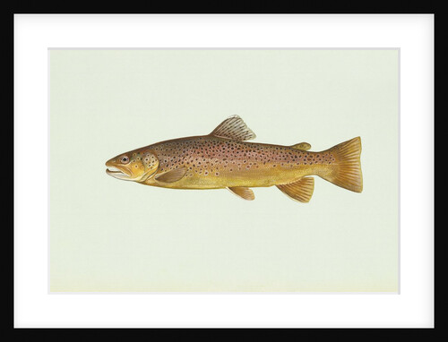 Brown trout by Anonymous