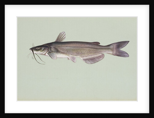 Channel catfish by Anonymous