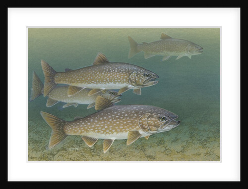 Lake trout by Anonymous