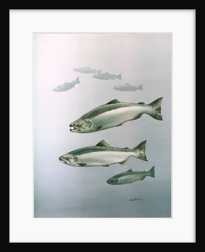 King salmon by Anonymous