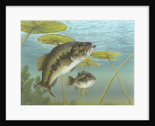 Largemouth bass by Anonymous