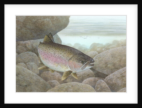 Rainbow trout by Anonymous