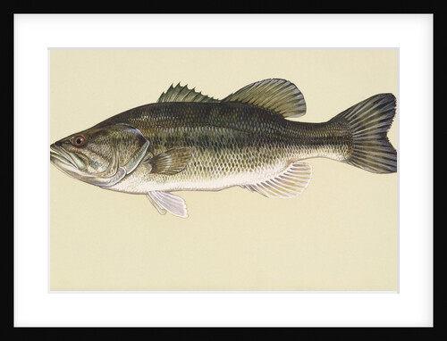 Largemouth bass by Anonymous