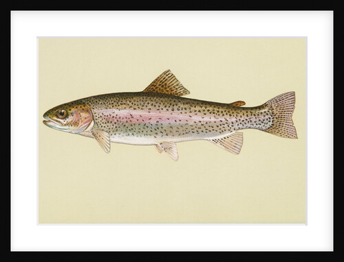 Rainbow trout by Anonymous