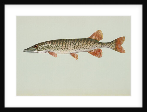 Redfin pickerel by Anonymous