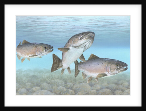 Atlantic salmon by Anonymous