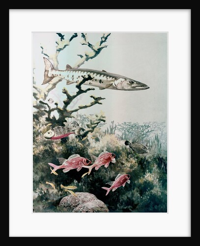 Barracuda and reef fishes by Anonymous