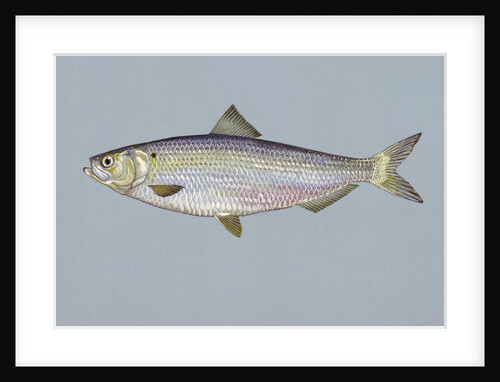 Blueback herring by Anonymous