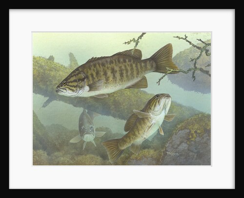 Smallmouth bass by Anonymous