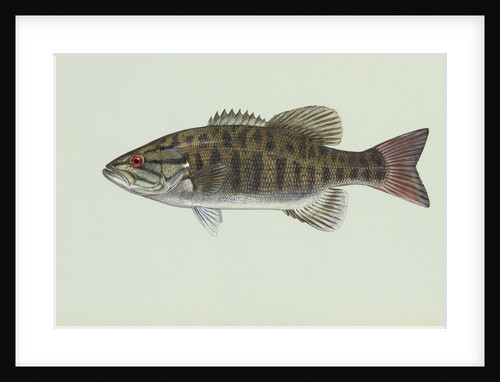 Smallmouth bass by Anonymous