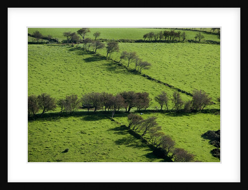 Rich green pastureland in countryside of Northern Ireland by Anonymous