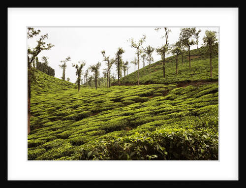 Trees in a tea garden, Mysore by Anonymous