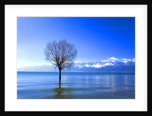 Tree in Erhai Lake, Yunnan, China by Anonymous