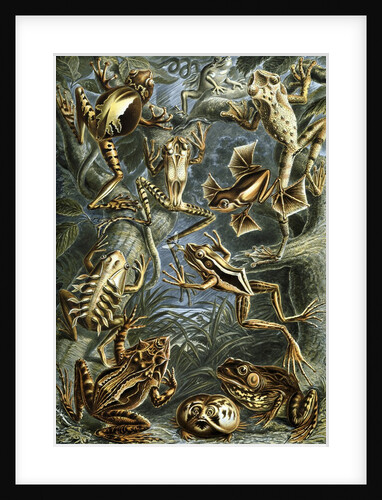 Illustration of Batrachia by Ernst Haeckel