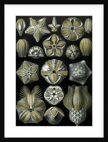 Illustration of Blastoidea by Ernst Haeckel