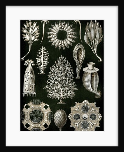 Illustration of Calcispongiae by Ernst Haeckel