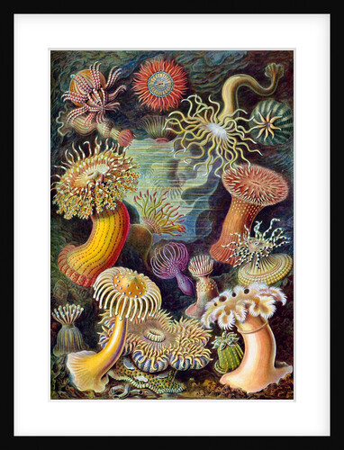 Illustration of Actiniae by Ernst Haeckel