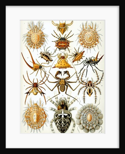 Illustration of Arachnida by Ernst Haeckel