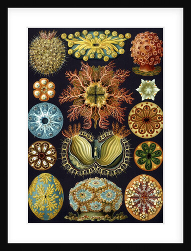 Illustration of Ascidiacea by Ernst Haeckel