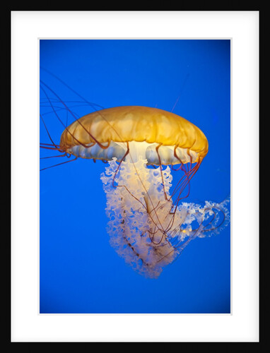 Sea nettle by Anonymous