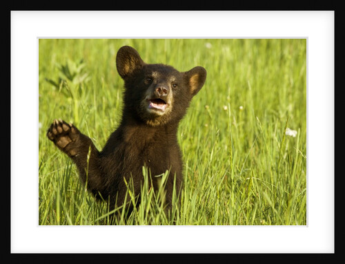 Black bear cub in green grass by Anonymous